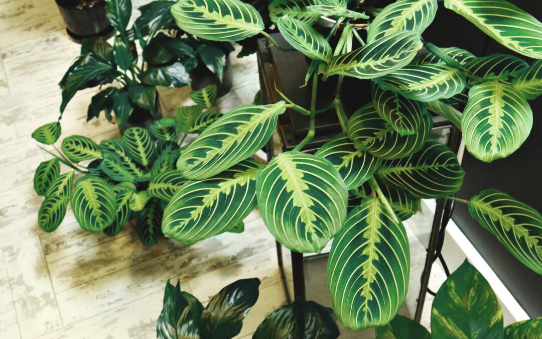 Pet-Friendly Flowers and Plants for Your Tulsa Homes For Rent