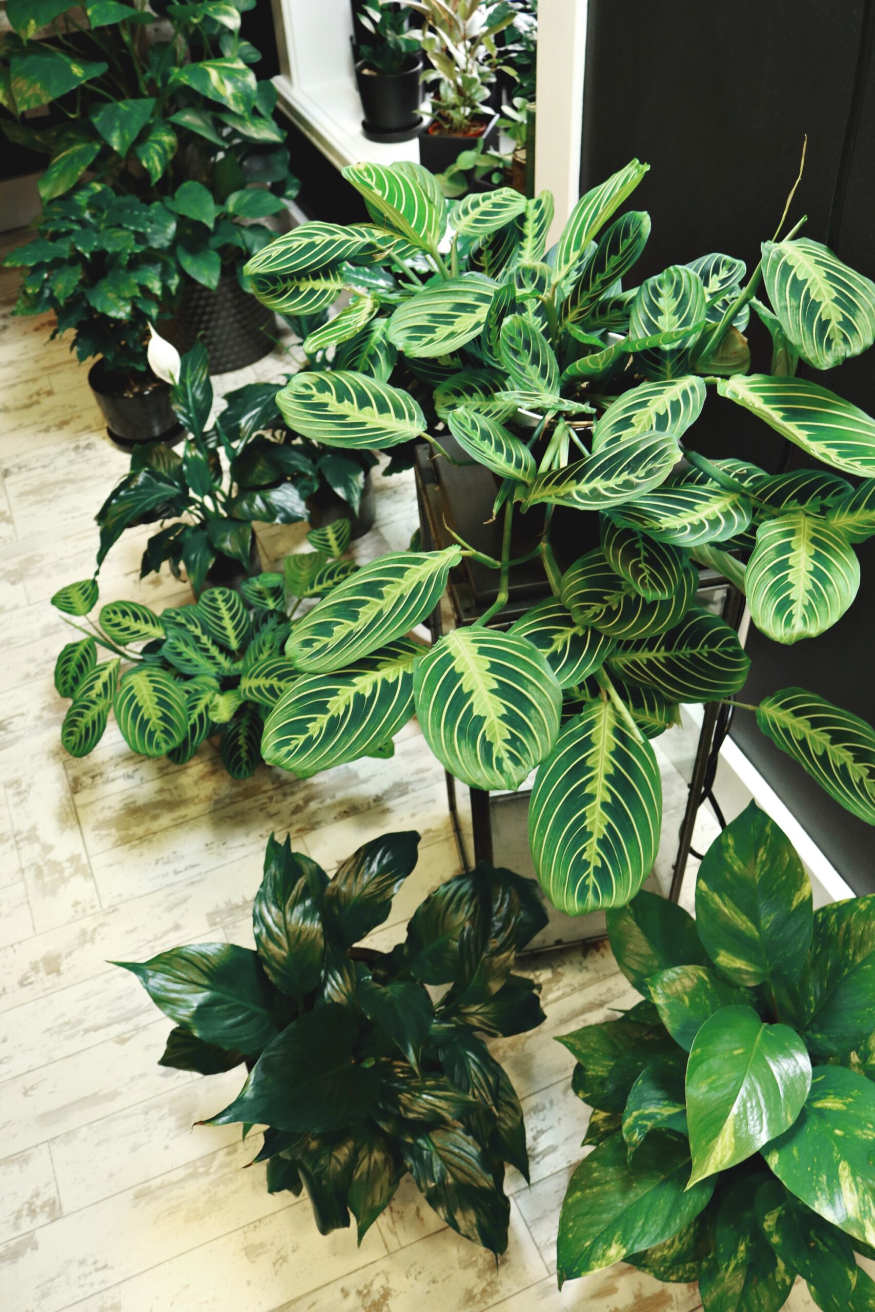 green plant owasso Homes For Rent
