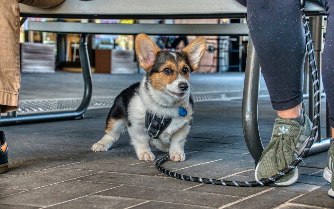 Best Dog-Friendly Restaurants Near Our Tulsa Homes For Rent