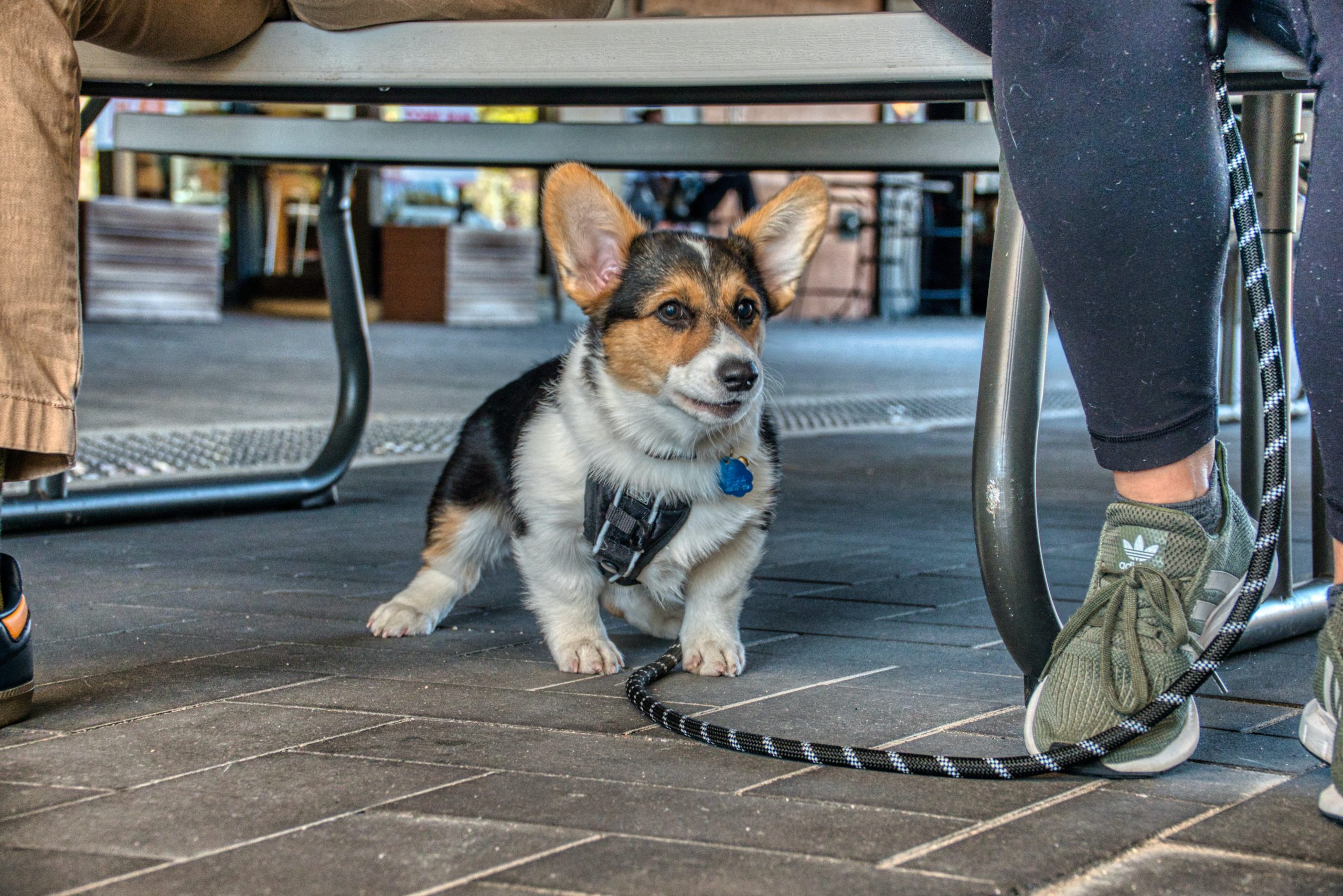 pexels-tom-fisk-10535549 Best Dog-Friendly Restaurants Near Our Tulsa Homes For Rent