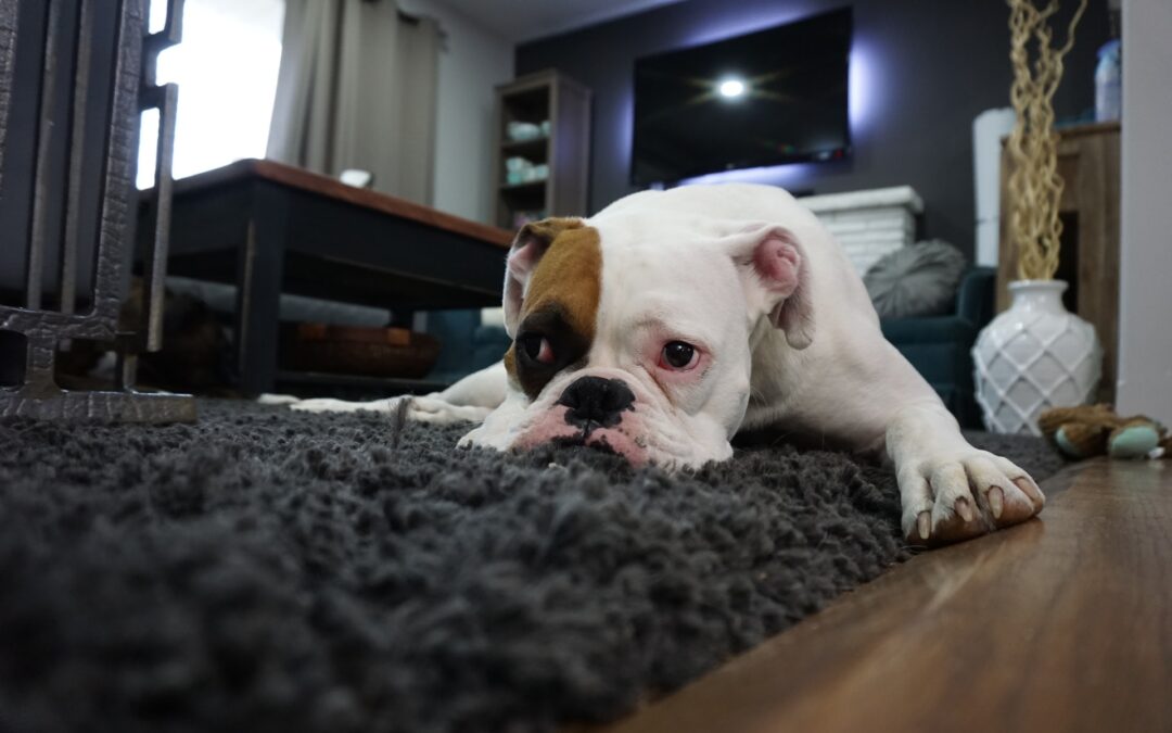 How To Pet-Proof Your House For Rent in Owasso