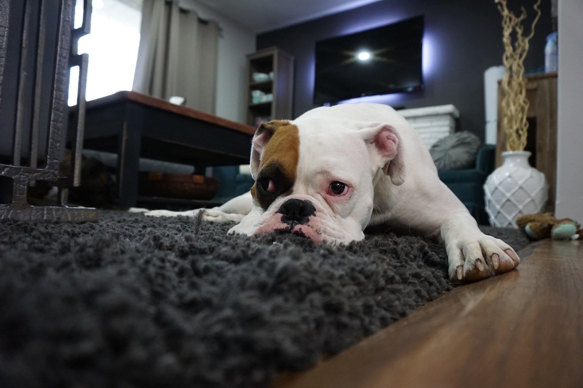 dog lying on rug in Owasso home