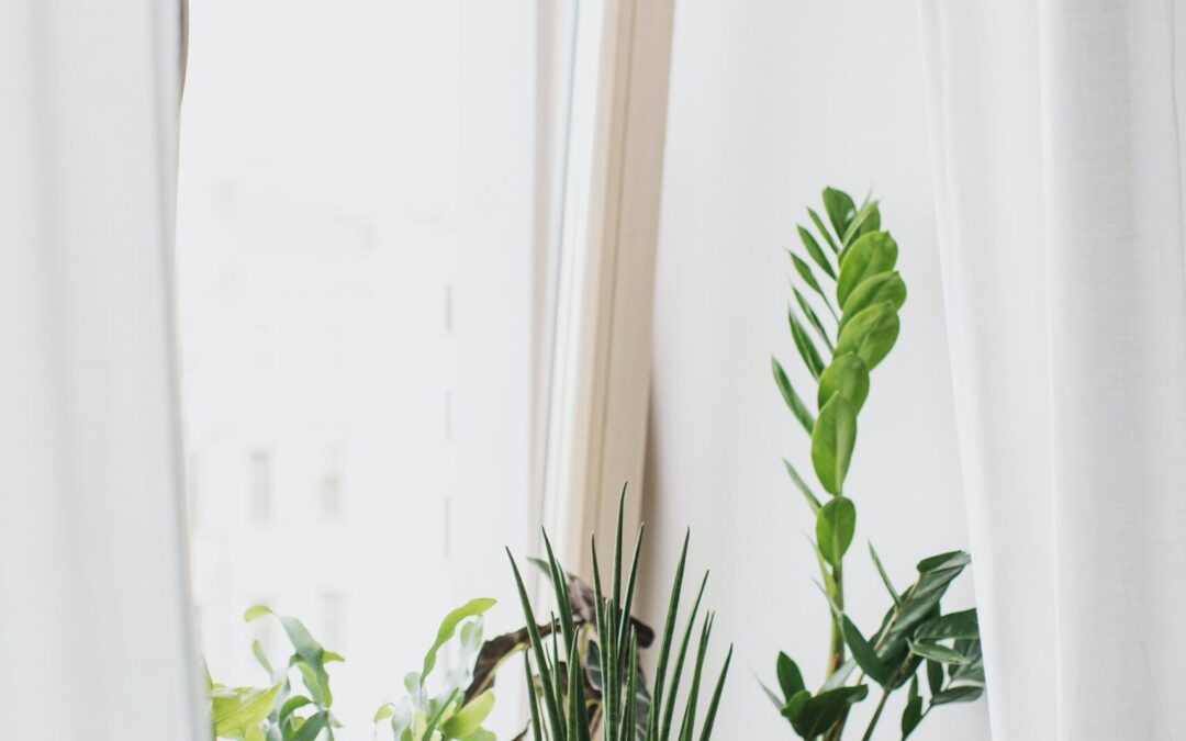 Top Indoor Plants for Your Owasso Rental Home