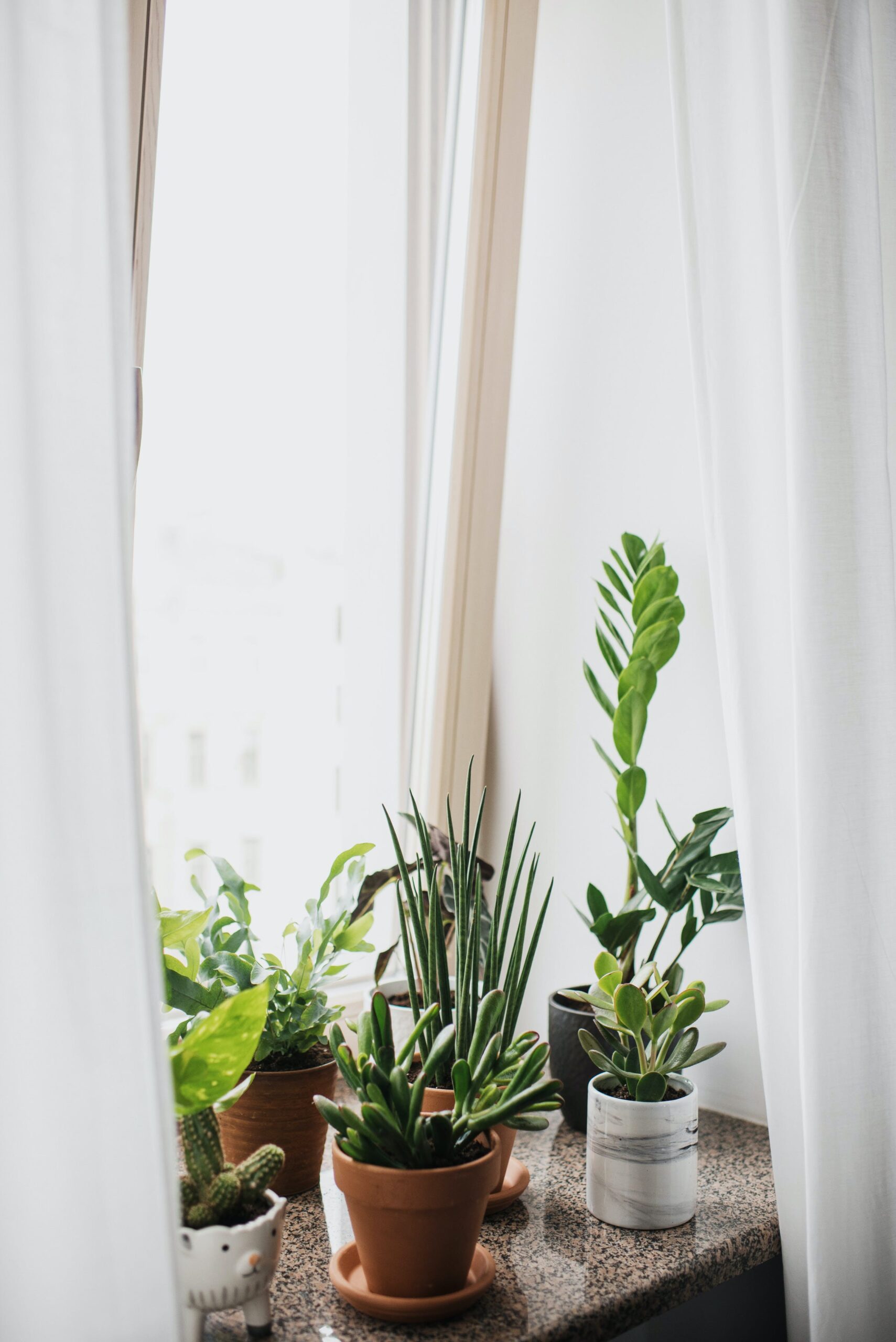 plants in windowsill legacy living blog best indoor plants